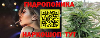 гашик Кингисепп
